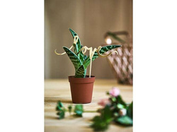 Topper na tort Love, złoty, 17 cm, 1 szt.