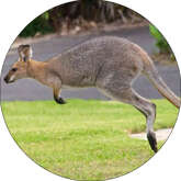 Opłatek tortowy 14 cm Zwierzęta Zoo Kangur 1szt.