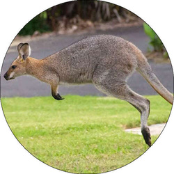 Opłatek tortowy 14 cm Zwierzęta Zoo Kangur 1szt.