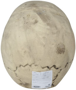 Sztuczna CZASZKA Czacha Głowa Halloween 32cm