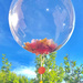 Balon foliowy BOBO -  Kula, 18cali 1szt.