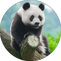 Opłatek tortowy 29 cm, Zwierzęta Panda 1 szt.