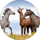 Opłatek tortowy 20 cm, Zwierzęta Koń 1 szt.