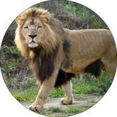 Opłatek tortowy 29 cm, Zwierzęta Zoo Lew 1szt.