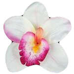 Storczyk satynowy kremowo bordowy, 1 szt.