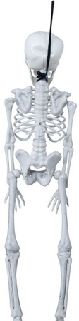 Biały SZKIELET Człowieka KOŚCIOTRUP Halloween 40cm