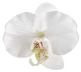 Dekoracja Orchidea, biała 4 szt.