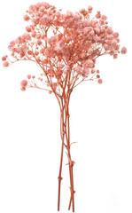 Suszona GIPSÓWKA Różowa Kwiat 4 Gałązki 20cm