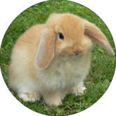 Opłatek tortowy 29 cm, Zwierzęta Króliczki 1 szt.