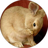 Opłatek tortowy 14 cm Zwierzęta Króliczek 1 szt.