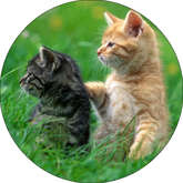 Opłatek tortowy 29 cm, Zwierzęta Kotek 1 szt.