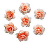 Różyczki główki, brzoskwinia, 24 szt.