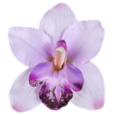 Storczyk liliowy , 1 szt.