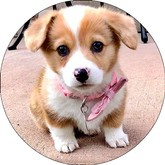 Opłatek tortowy 29 cm, Zwierzęta Piesek 1 szt.