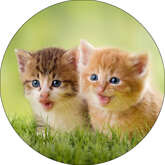 Opłatek tortowy 29 cm, Zwierzęta Kotek 1 szt.