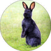 Opłatek tortowy 29 cm, Zwierzęta Króliczki 1 szt.