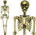 Złoty SZKIELET Człowiek KOŚCIOTRUP Halloween 160cm