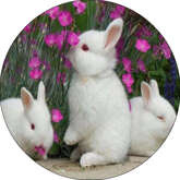 Opłatek tortowy 29 cm, Zwierzęta Króliczki 1 szt.