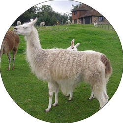 Opłatek tortowy 14 cm Zwierzęta Zoo Lama 1szt.