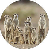 Opłatek tortowy 29 cm Zwierzęta Zoo Surykatki 1szt