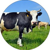 Opłatek tortowy 29 cm, Zwierzęta Krowa 1 szt.