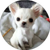 Opłatek tortowy 29 cm, Zwierzęta Piesek 1 szt.