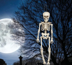 Biały SZKIELET Człowieka KOŚCIOTRUP Halloween 40cm