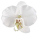 Dekoracja Orchidea, biała 4 szt.