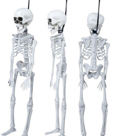 Biały SZKIELET Człowieka KOŚCIOTRUP Halloween 40cm