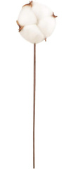 Gałązka bawełny susz 12 cm 1 szt.