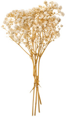 Suszona GIPSÓWKA Naturalna Kwiat 4 Gałązki 20cm