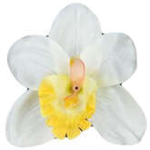 Storczyk satynowy biało żółty, 1 szt.