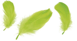 Piórka Jasno Zielony 10-12cm op. 50szt.