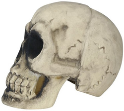 Sztuczna CZASZKA Czacha Głowa Halloween 32cm