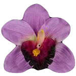 Storczyk satynowy jasno purpurowy, 1 szt.