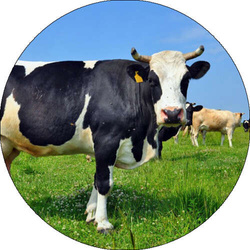 Opłatek tortowy 29 cm, Zwierzęta Krowa 1 szt.