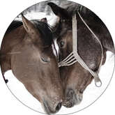 Opłatek tortowy 14 cm Zwierzęta Koń 1 szt.