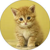 Opłatek tortowy 14 cm Zwierzęta Kotek 1 szt.