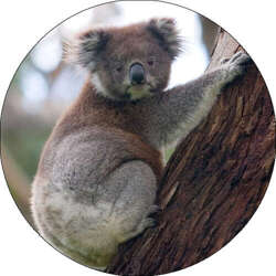 Opłatek tortowy 29 cm, Zwierzęta Koala 1 szt.