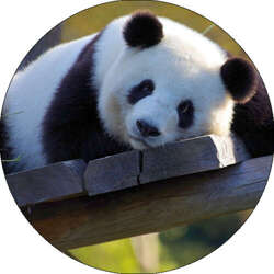 Opłatek tortowy 29 cm, Zwierzęta Panda 1 szt.
