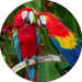 Opłatek tortowy 29 cm, Zwierzęta Zoo Papugi 1szt.